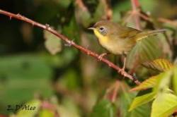 Common Yellow Throat Photo: Eric D'Aleo