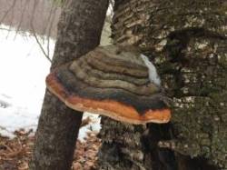 Conk of winter Photo: Carol Conant