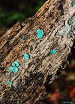 Elfcups Photo: Tami Gingrich