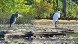 Birds in cove Photo: Richard Philben