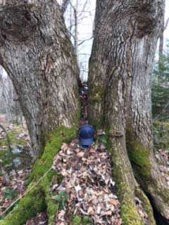 Ash tree Photo: Teddy Hopkins