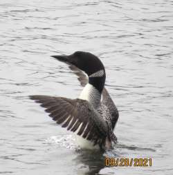 Loon Photo: Sarah D. Hofmann