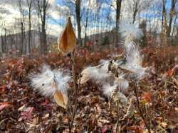 Milkweed Photo: Sheri Larsen