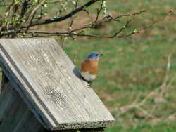 Bluebird Photo: Scotty Gladstone