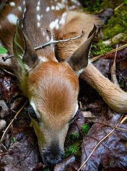 Doe Photo: Sandy Dannis