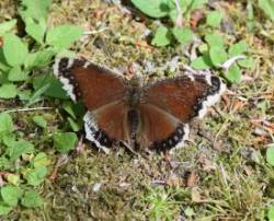 Mourning cloak butterflie Photo: Caroline Tricker