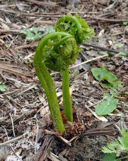 Ostrich ferns Photo: Sheri Larsen