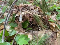 Ovenbird Photo: Ellen Snyder