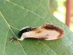 Pearly wood nymph Photo: Michael V. Wilson