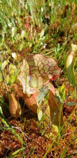 Pitcher plants Photo: Sue March