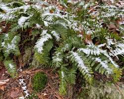 Polypody ferns Photo: Sheri Larsen