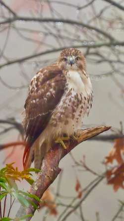 Hawk Photo: Ross Lanius