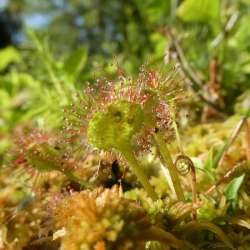 Sundew Photo: Amy Quist