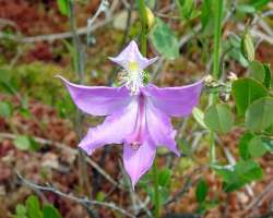 Orchid Photo: Sheri Larsen