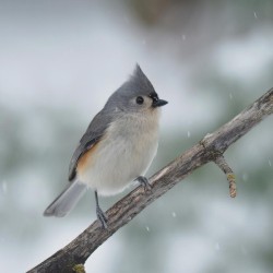 Tufted titmouse Photo: Charlie Schwarz
