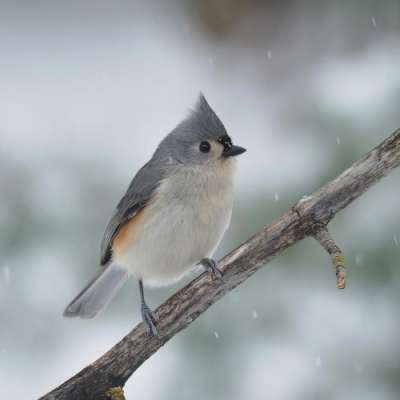 tufted titmouse