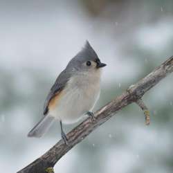 Tufted titmouse Photo: Charlie Schwarz