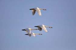 Swans Photo: Tom Grett