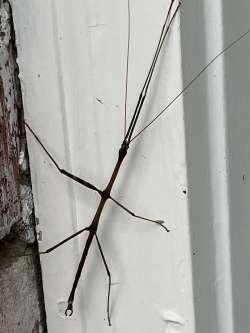 Walking stick Photo: Ron Becker