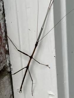 Walking stick Photo: Ron Becker