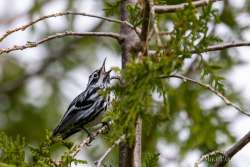 Singing warbler Photo: Mike Parisio