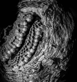 Wasp nest Photo: Tim Larsen