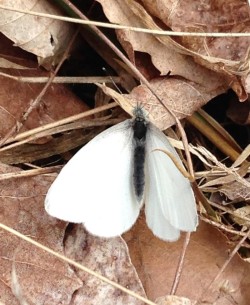 White Butterfly Photo: Ron Becker