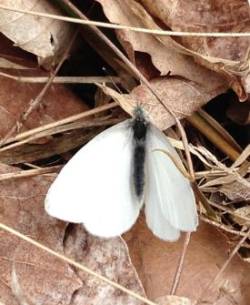 White Butterfly Photo: Ron Becker