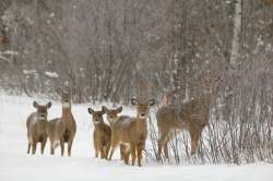 Deer Photo: Lonnie S. Jandreau