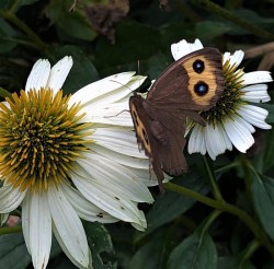 Wood nymph Photo: Marcy Stanton