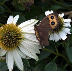 Wood nymph Photo: Marcy Stanton