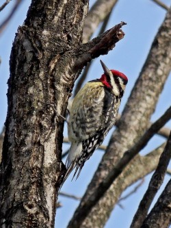 Yellow Bellied Sapsucker Photo: Charlie Schwarz