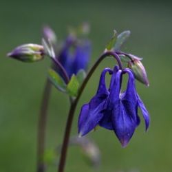 European columbine Photo: Sandy Miklas Dannis