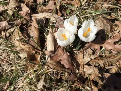 Spring flowers Photo: Rodney Johnson