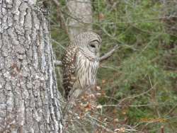 Barred owl Photo: Don Rathbone