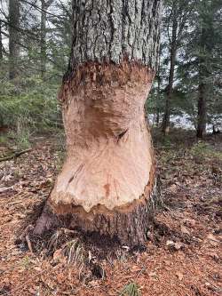 Beaver work Photo: Alfred J. Sorensen