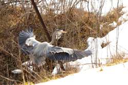 Great blue heron Photo: Ken Hatch