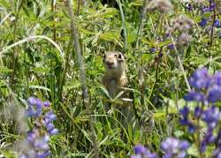 Chipmunk Photo: Rebecca Froehlich