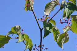 Dogwood fruits Photo: Judy Sweet