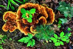 Polypores Photo: Matthew Davis