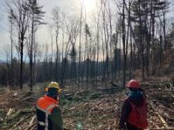 Foresters harvest Photo: Hale Morrell