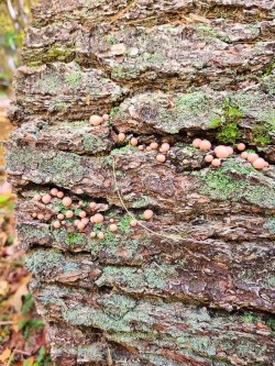 Fungal colony Photo: Stephen Fox