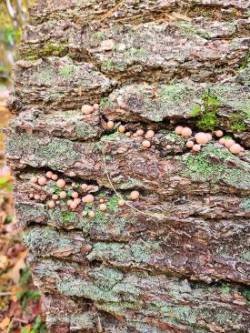 Fungal colony Photo: Stephen Fox