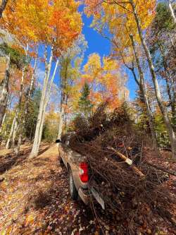 Hauling brush Photo: Tom Grett