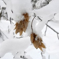 Hop Hornbeam Photo: AM Dannis