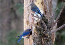 Bluebirds Photo: Gail Cameron