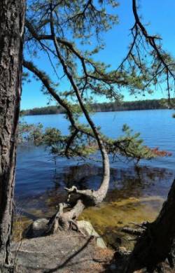 Tree Knot Over Water Photo: Tami A Gingrich