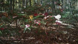 Leaf Ornaments Photo: Cheri Birch