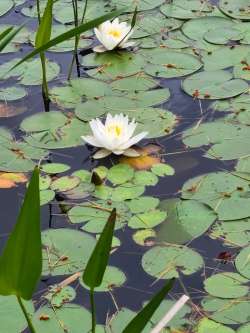 Lily pads Photo: Stephen Fox