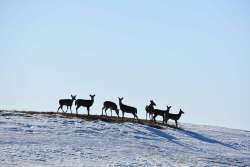 Deer Photo: Scotty Gladstone